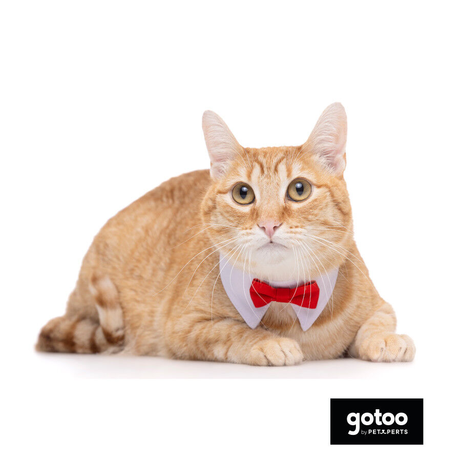Gotoo Pajarita roja para gatos, , large Imagen numero 3