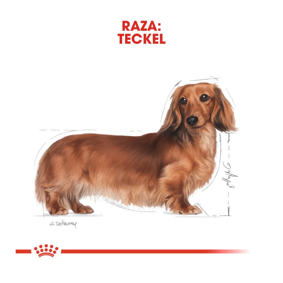 85 g Royal Canin Adult Teckel pat&eacute; en sobre para perros, , large Imagen numero 4