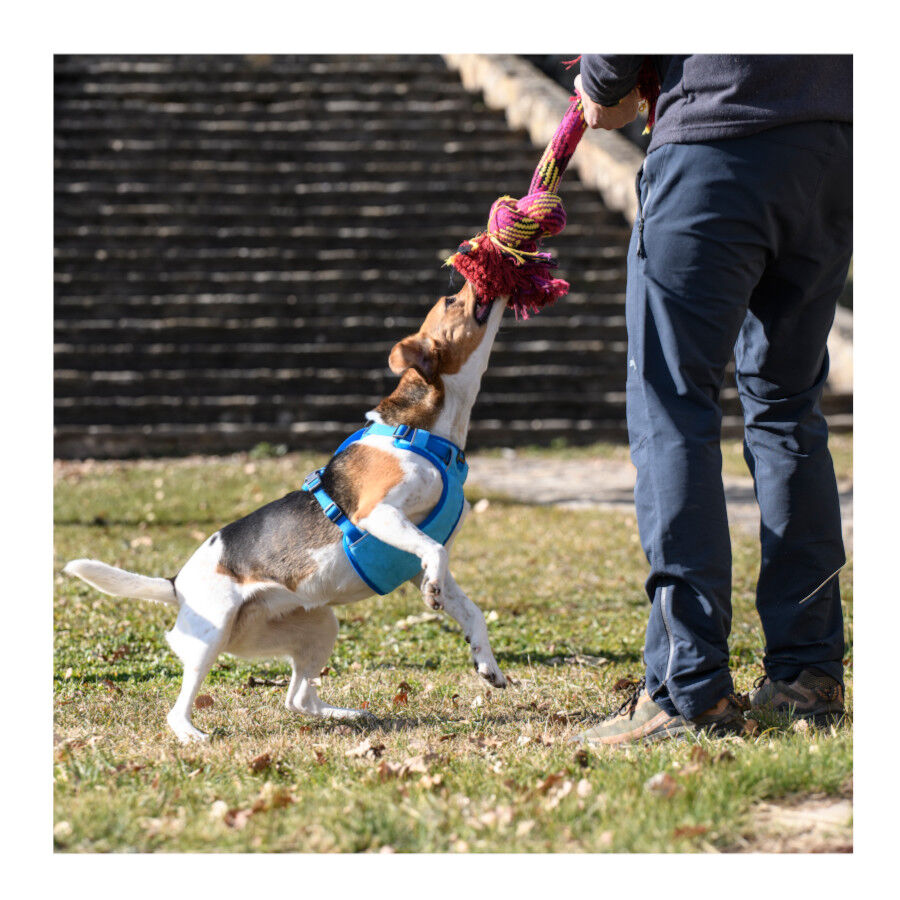 Freedog Cool Pro Tech Arn&eacute;s Refrescante Azul para perros, , large Imagen numero 7