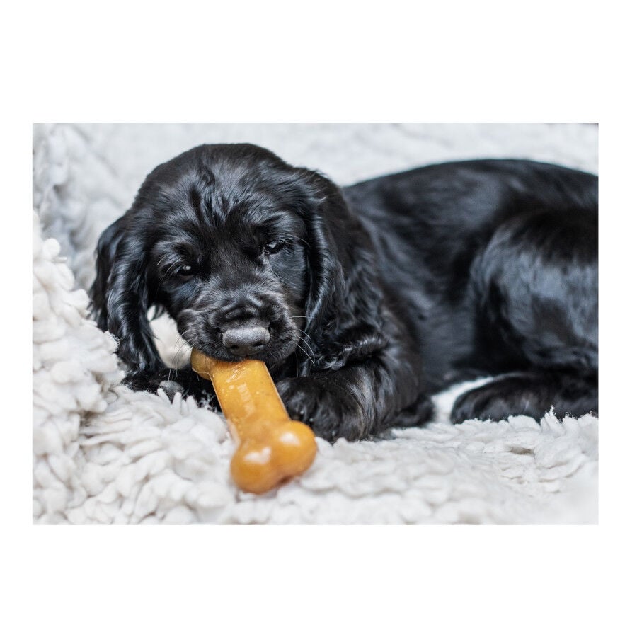 Nylabone Chew Pollo Hueso Mordedor para cachorros, , large Imagen numero 3