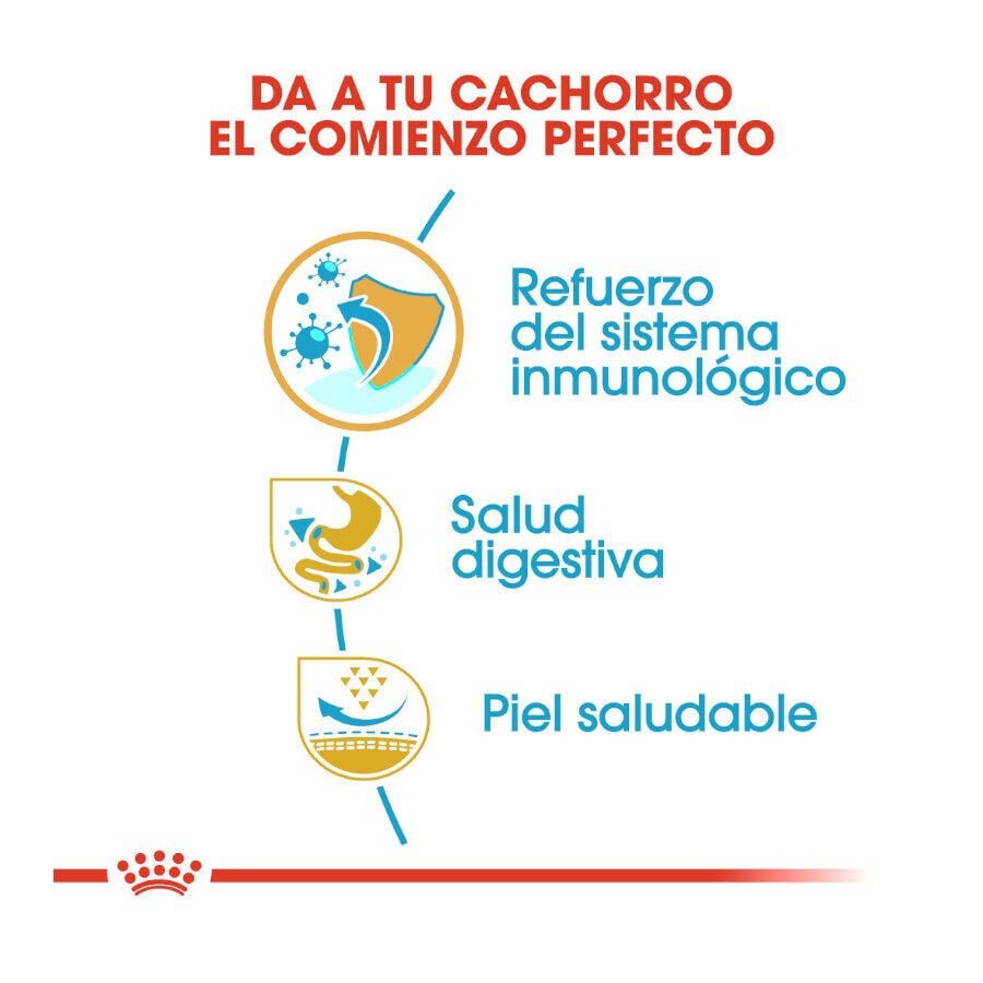 10 kg Royal Canin Puppy French Bulldog pienso para perros, , large Imagen numero 6