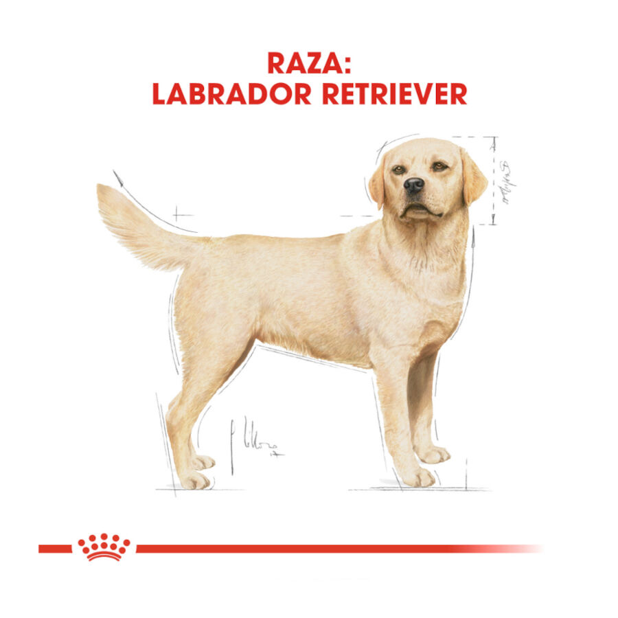 12 kg Royal Canin Adult Labrador Retriever pienso para perros, , large Imagen numero 4