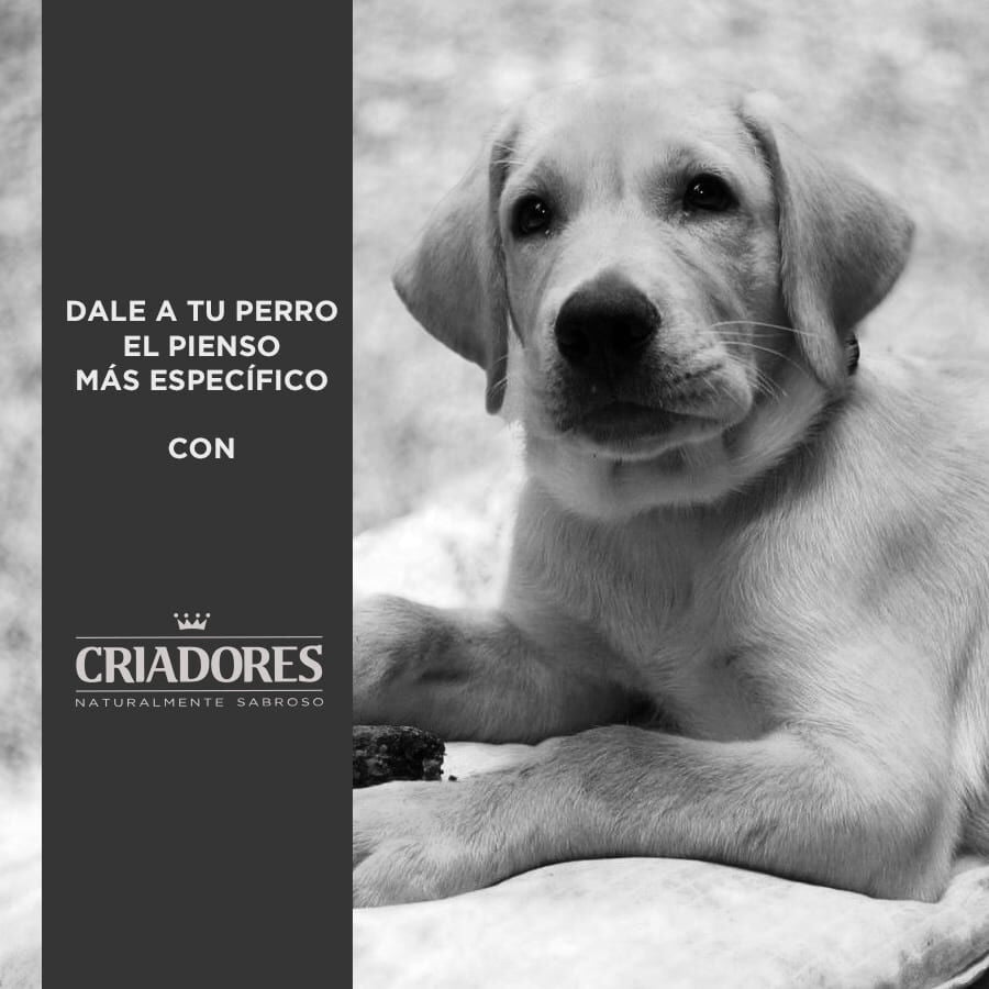15 kg Criadores Pollo y Arroz pienso para cachorros de razas grandes, , large indicador imagen numero 5