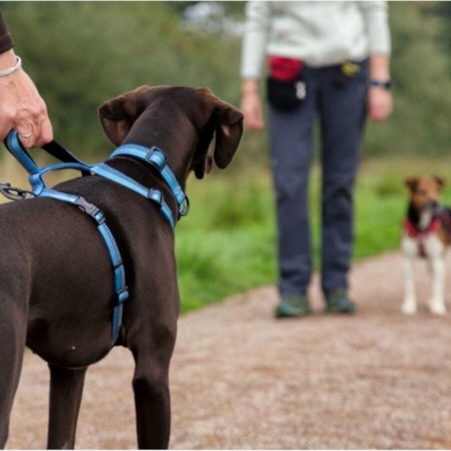 Halti arn&eacute;s de nylon ajustable rojo para perros, , large indicador imagen numero 3