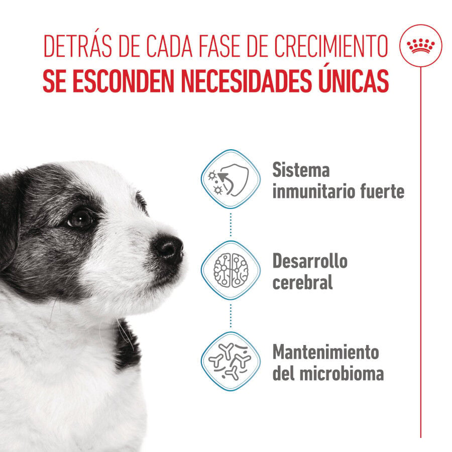 8 kg Royal Canin Mini Puppy pienso para perros, , large indicador imagen numero 3