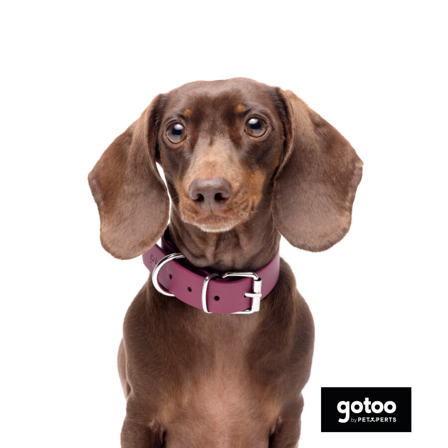 Gotoo Collar Biothane rojo vino para perros, , large indicador imagen numero 1