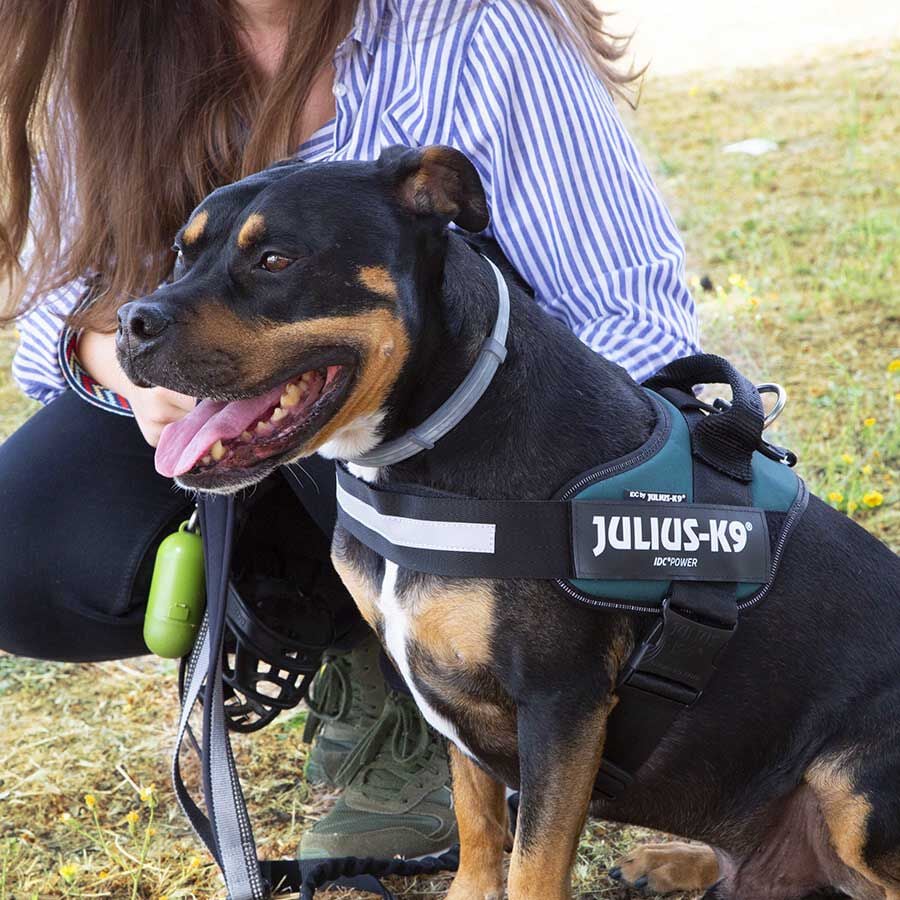 Julius K-9 IDC Arn&eacute;s Verde para perros, , large indicador imagen numero 5