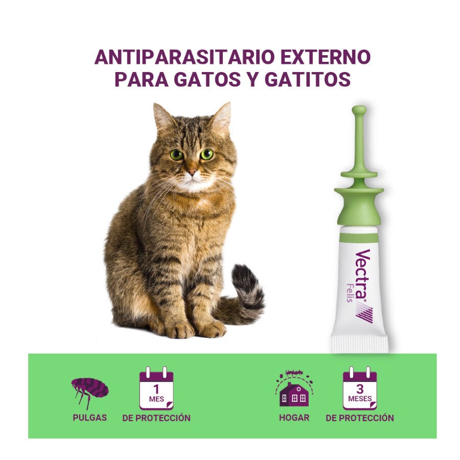 Antiparasitario externo Vectra Felis para gato Imagen numero 3