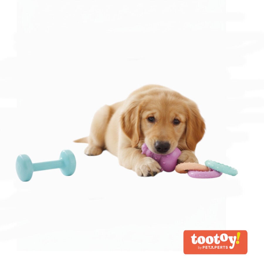 Tootoy! Pack de Mordedores para cachorros