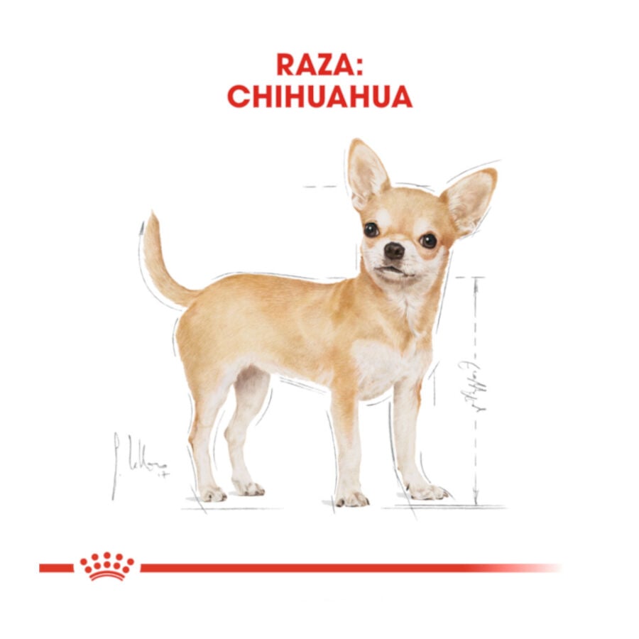 3 kg Royal Canin Adult Chihuahua pienso para perros, , large indicador imagen numero 4