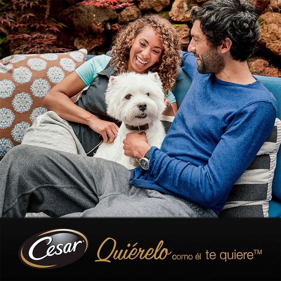 4 sobres x 100 g Cesar Carnes Mixtas Gelatina en Bolsita para Perros Senior , , large indicador imagen numero 3