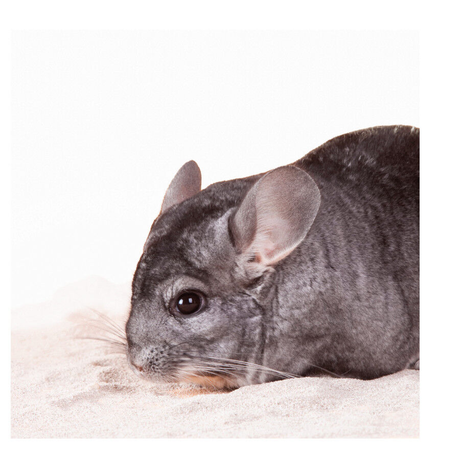 Beaphar Care+ Arena de Ba&ntilde;o para chinchillas, , large indicador imagen numero 4