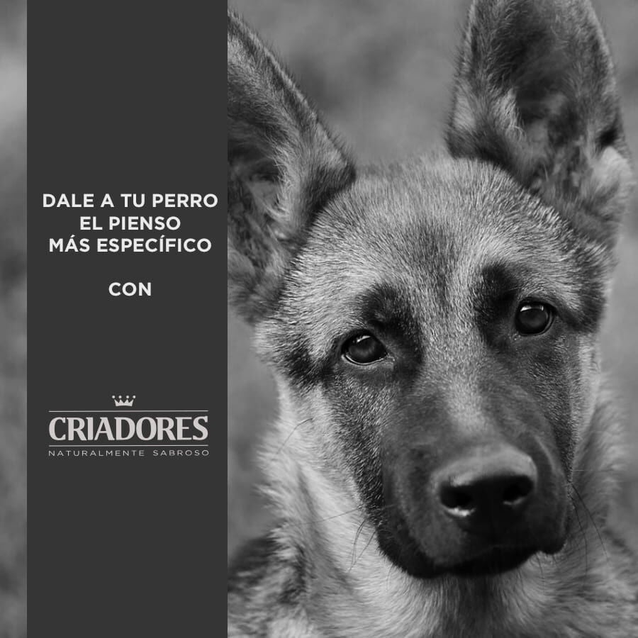 15 kg Criadores Adulto Salm&oacute;n y Arroz pienso para perros de razas medianas y grandes, , large Imagen numero 5