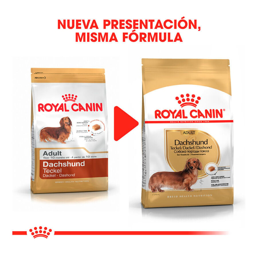 7.5 kg Royal Canin Adult Dachshund pienso para perros, , large indicador imagen numero 3