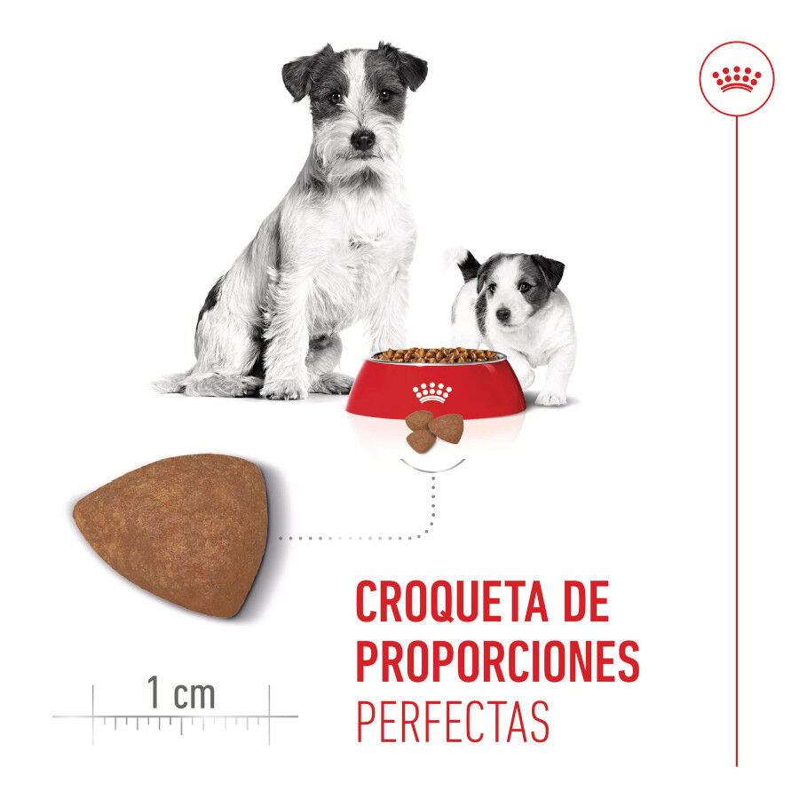 4 kg Royal Canin Starter MotheryBaby Mini pienso para perros, , large indicador imagen numero 5