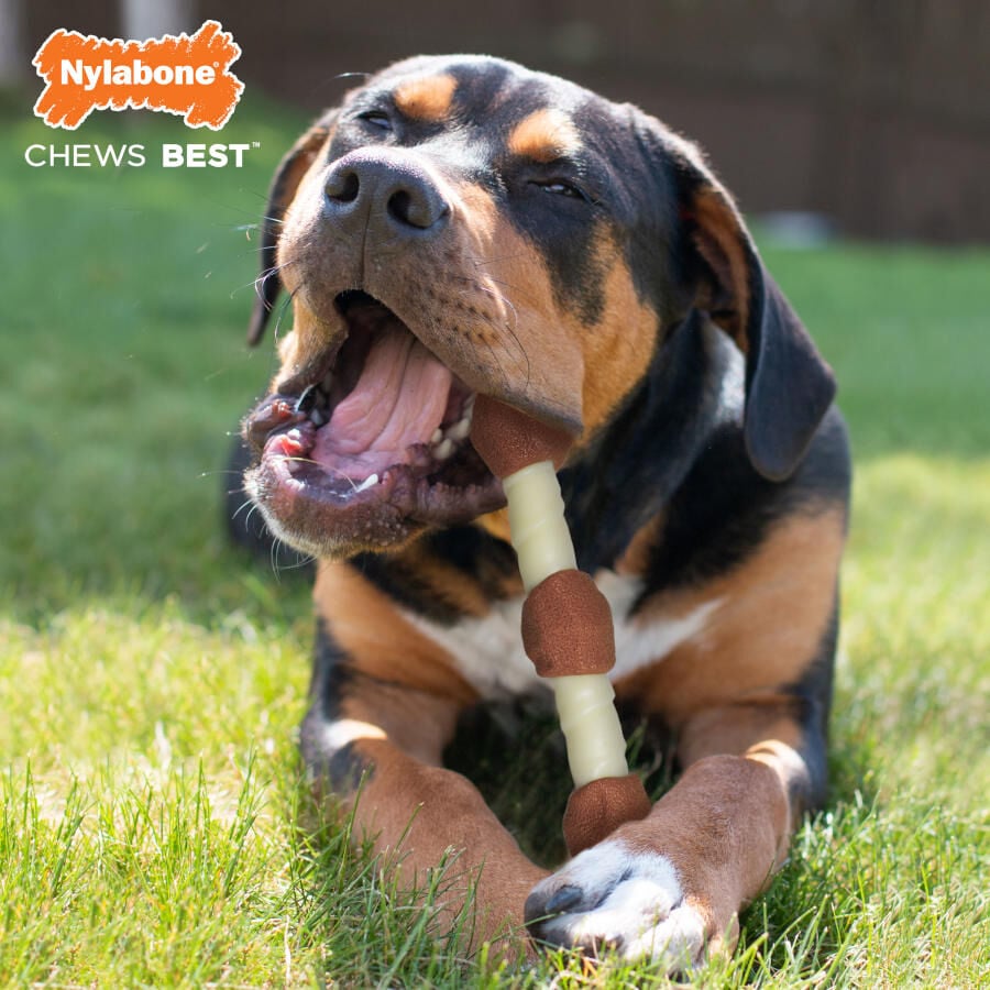 Nylabone Extreme Chew Shish Kebab Alternative Mordedor Resistente Pollo para perros, , large indicador imagen numero 2