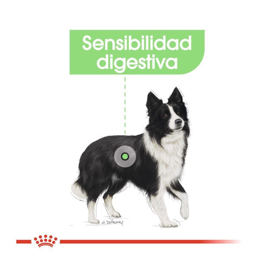 12 kg Royal Canin Digestive Care Medium pienso para perros, , large Imagen numero 5