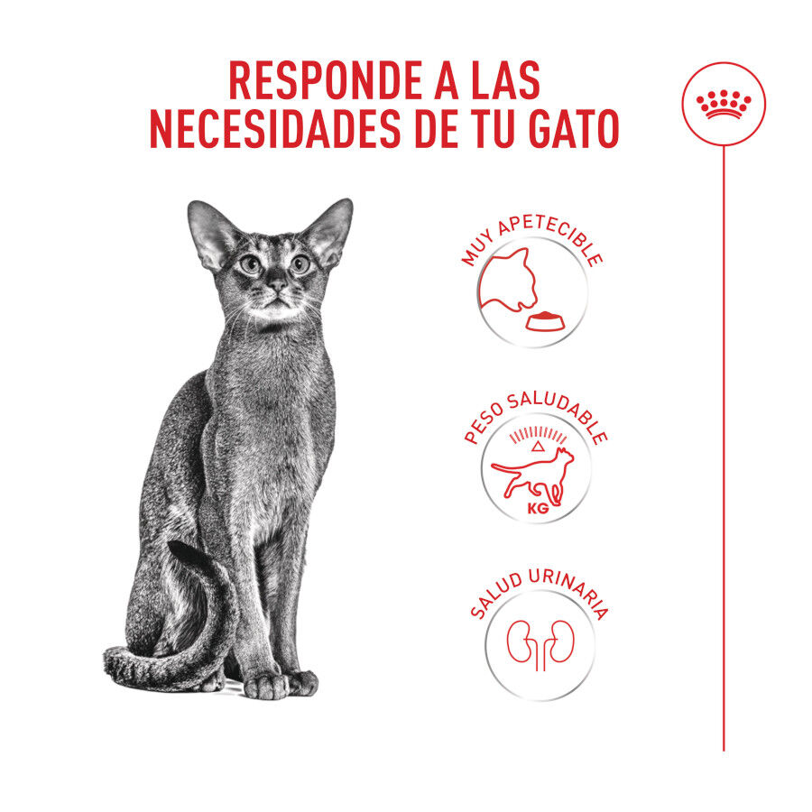 2 kg Royal Canin Fussy Exigent Pienso Ave para gatos, , large indicador imagen numero 4