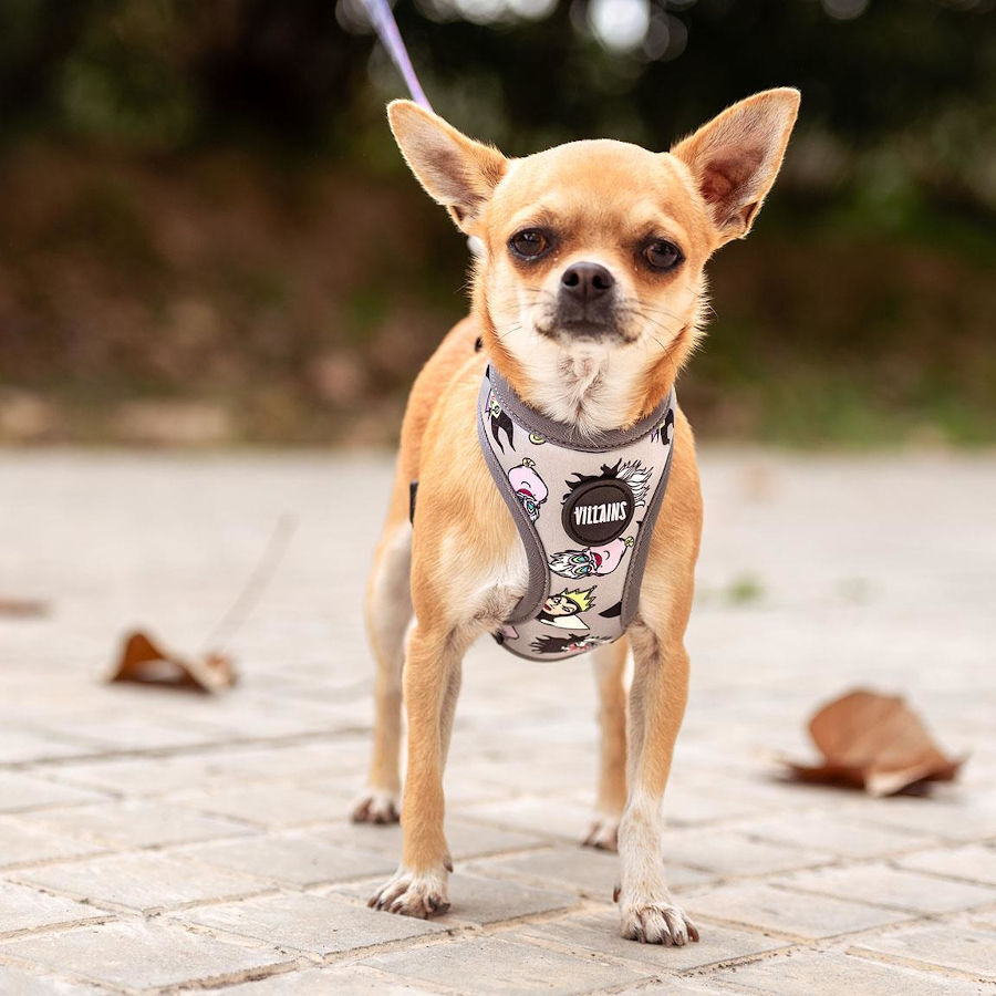 Disney Villanas Premium arn&eacute;s para perros, , large Imagen numero 5