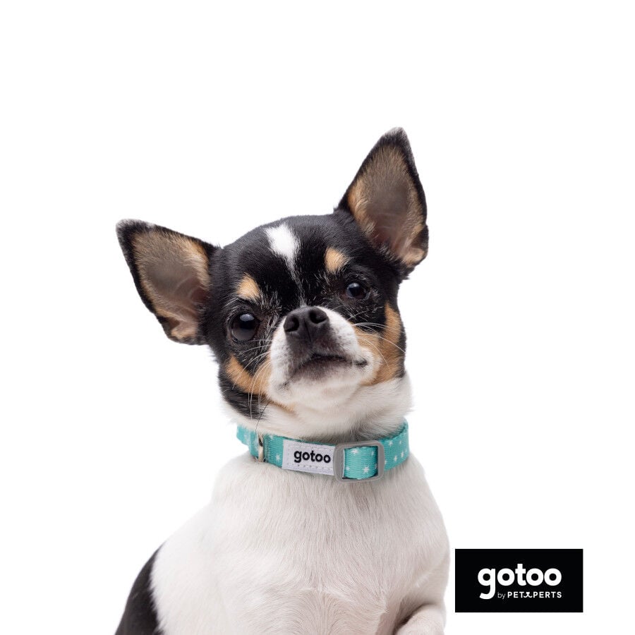 Gotoo Set Correa y Collar estampado con estrellas verde para perros, , large indicador imagen numero 12