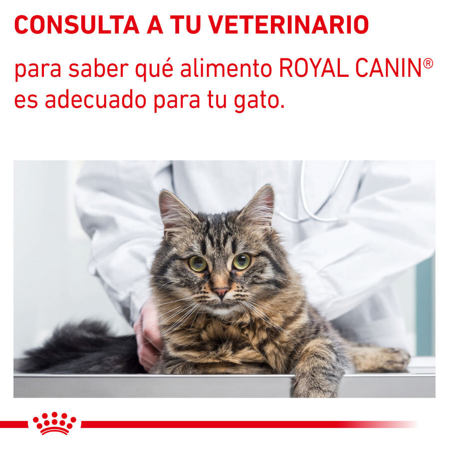 12 sobres x 85 g Royal Canin Mature Consult Balance Pat&eacute; sobre para gatos, , large Imagen numero 8
