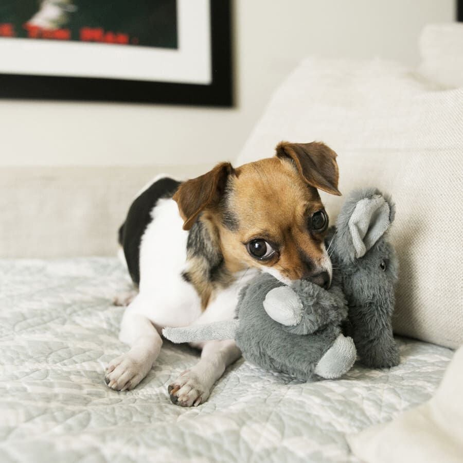 Kong Comfort Kiddos Elefante de peluche para perros, , large indicador imagen numero 2
