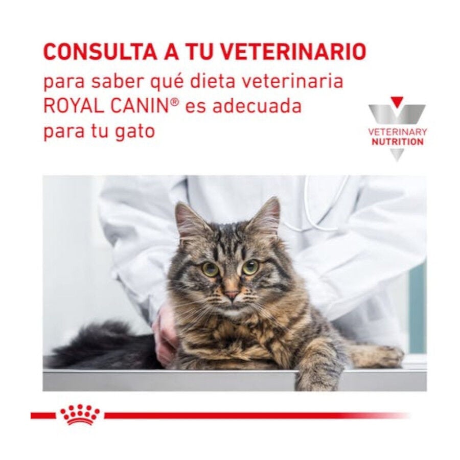 6 kg Royal Canin Veterinary Early Renal pienso para gatos, , large Imagen numero 9
