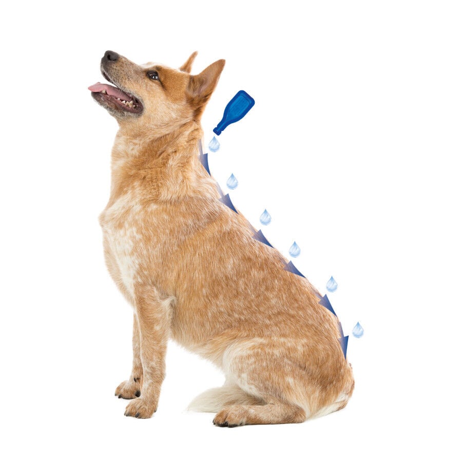 Beaphar Caniguard Duo Pipetas Antiparasitarias para perros de razas mini, , large indicador imagen numero 3