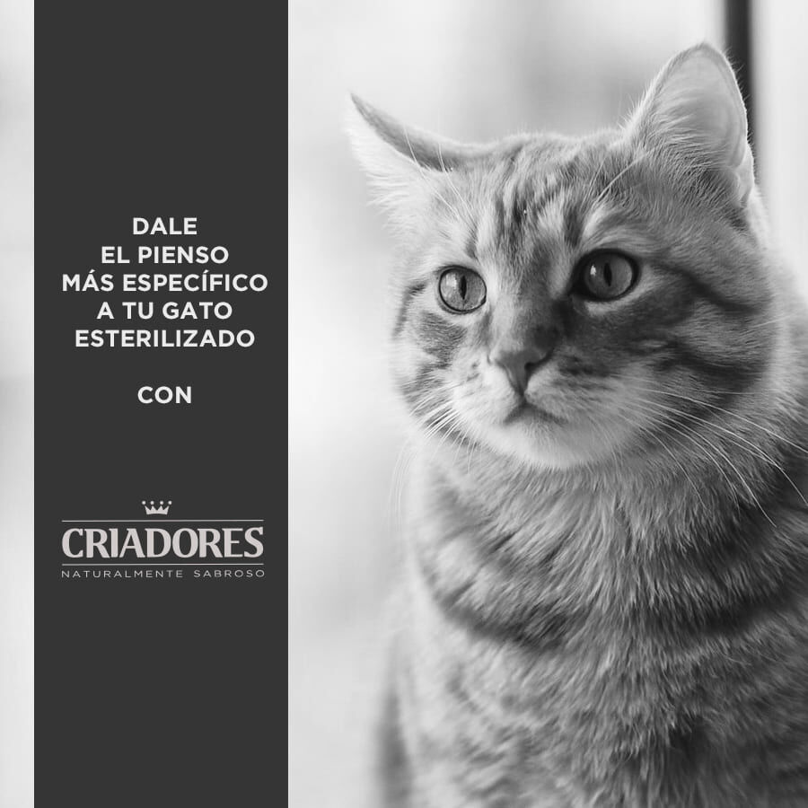 12 kg Criadores Adulto Esterilizado Pollo pienso para gatos, , large indicador imagen numero 4
