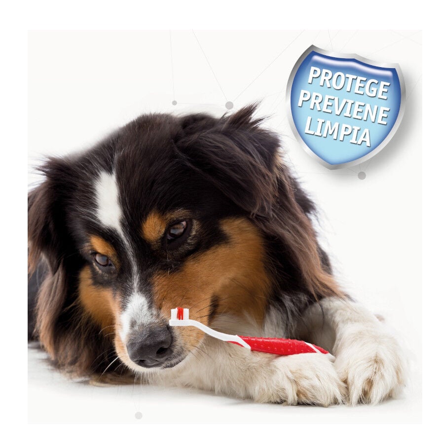 Beaphar Kit Dental para perros, , large indicador imagen numero 5
