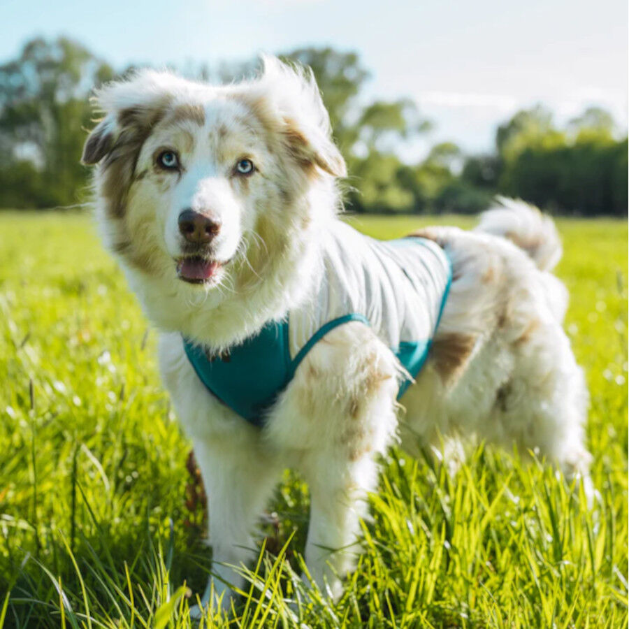 Non-stop Dogwear Chaleco Refrescante Pull-On Gris para perros, , large indicador imagen numero 2