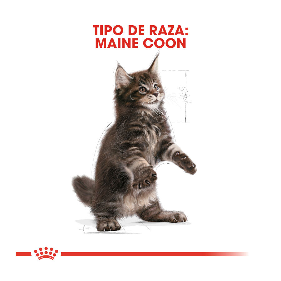 10 kg Royal Canin Kitten Maine Coon pienso para gatos, , large Imagen numero 4