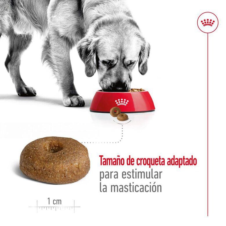 15 kg Royal Canin Maxi Ageing 8+ pienso para perros&nbsp;senior, , large Imagen numero 7