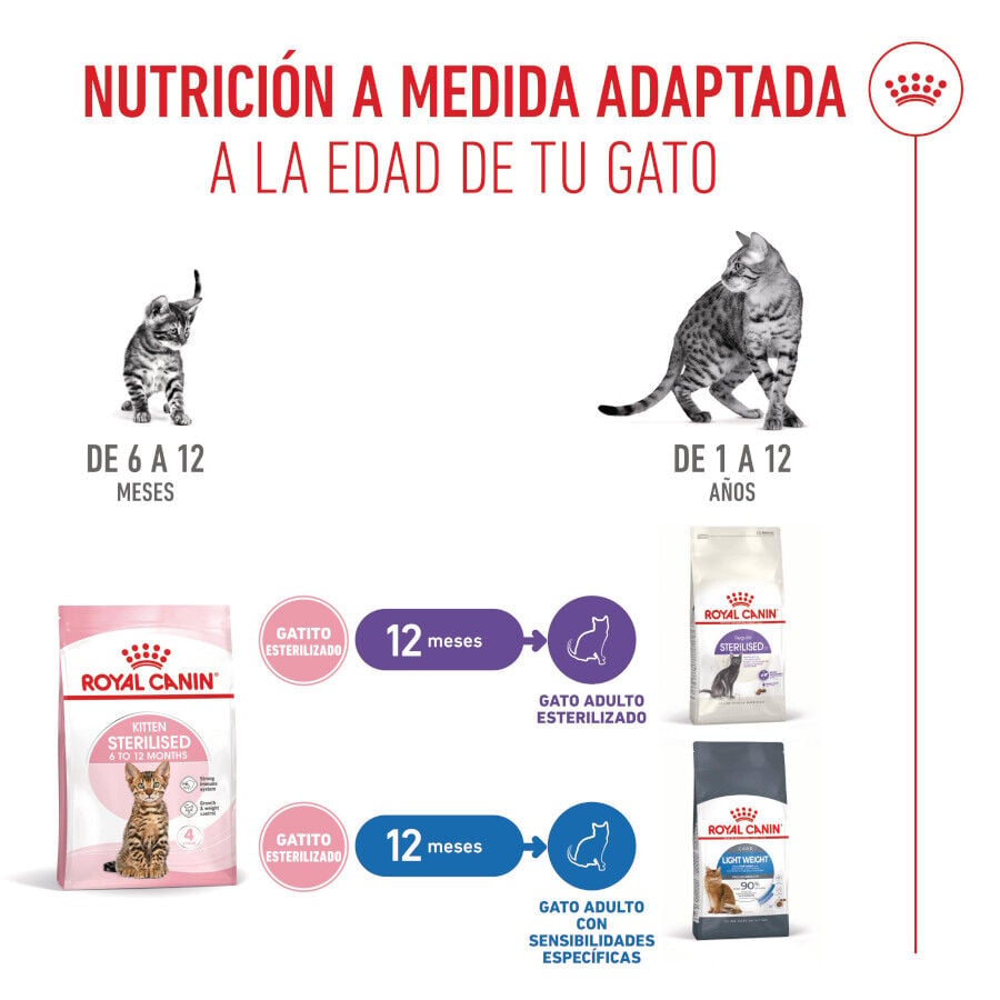 3.5 kg Royal Canin Kitten Sterilised pienso para gatos, , large Imagen numero 7