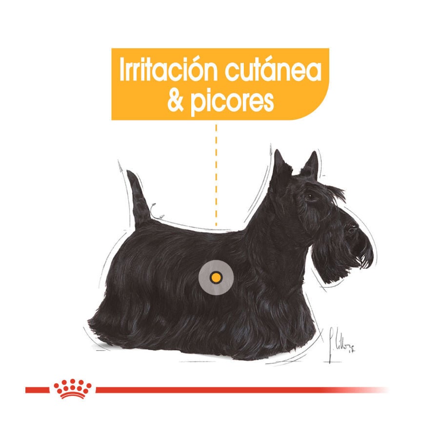 8 kg Royal Canin Dermacomfort Mini pienso para perros, , large Imagen numero 5