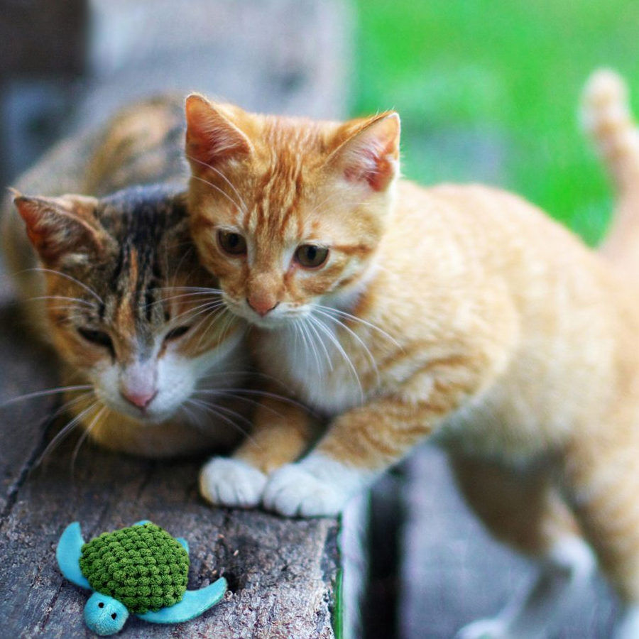 Kong Tortuga Recargable de Juguete para gatos, , large Imagen numero 2