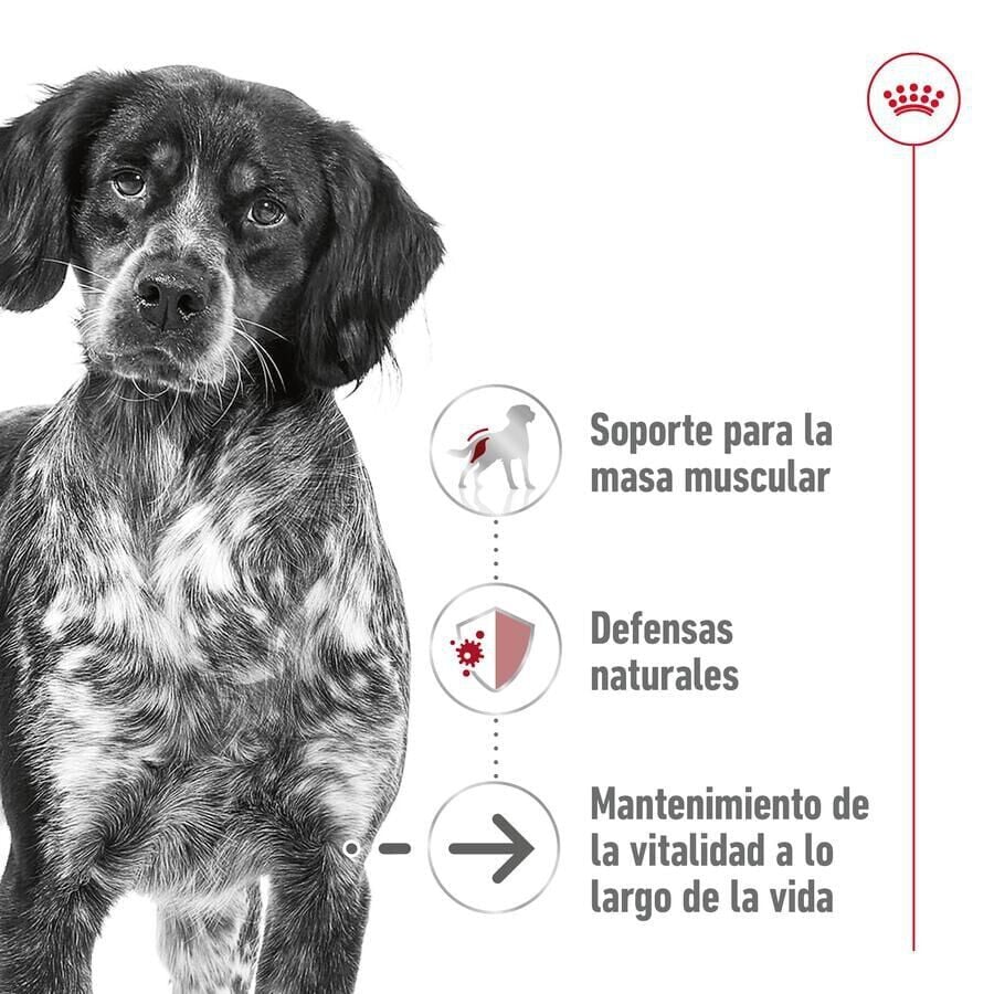 140 g Royal Canin Medium Ageing sobre en salsa para perros&nbsp;senior, , large Imagen numero 3