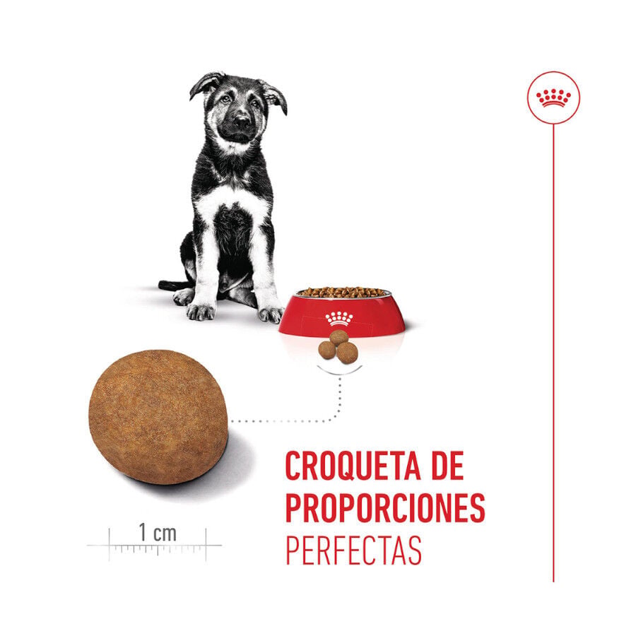 15 kg Royal Canin Puppy Maxi pienso para perros, , large indicador imagen numero 5