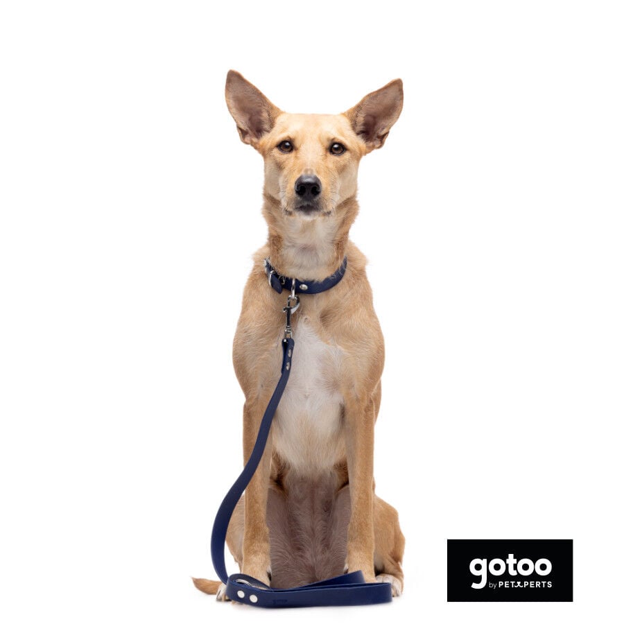 Gotoo Correa Biothane azul para perros