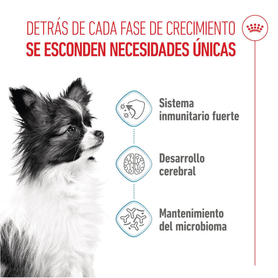 3 kg Royal Canin X-Small Puppy pienso para perros, , large Imagen numero 3