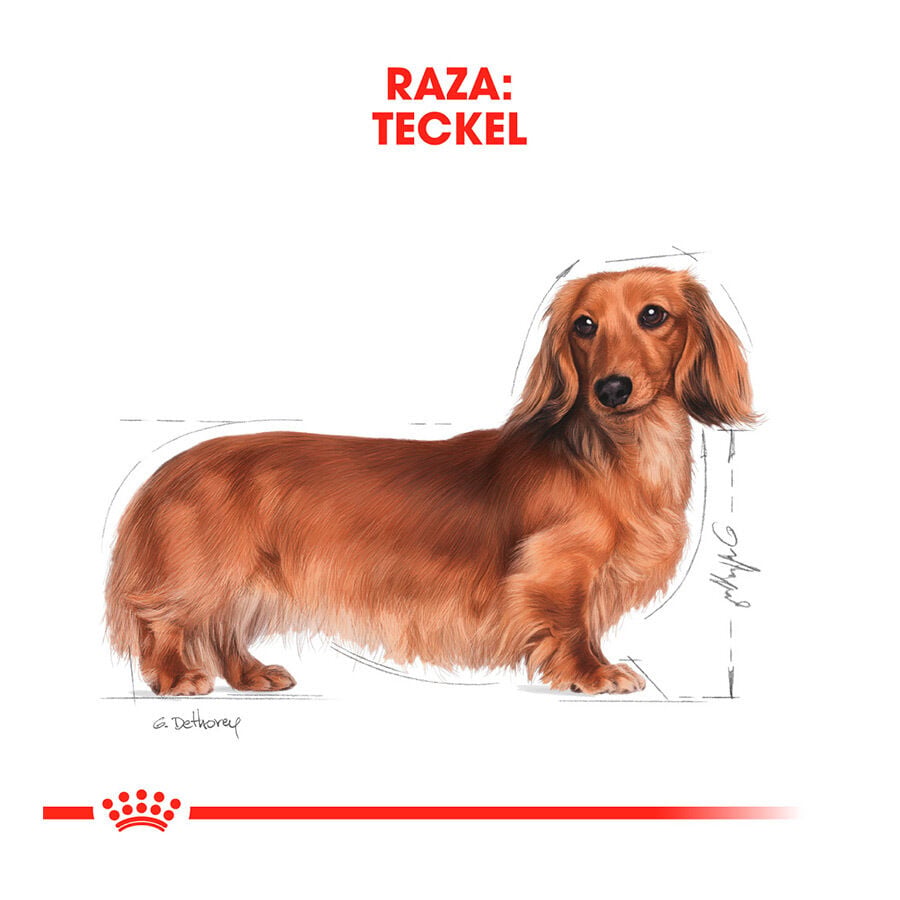 7.5 kg Royal Canin Adult Dachshund pienso para perros, , large Imagen numero 6