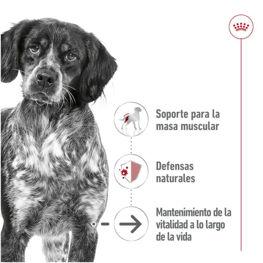 410 g Royal Canin Medium 7+ Ageing lata para perros&nbsp;senior, , large indicador imagen numero 3