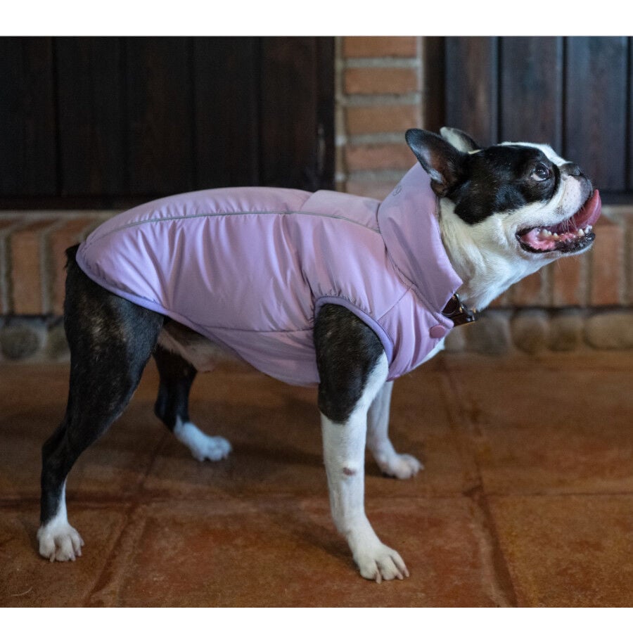Freedog Abrigo Impermeable Winterhug Morado para perrros, , large Imagen numero 1