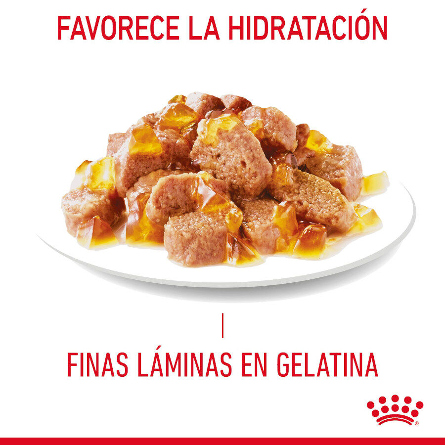 85 g Royal Canin Hairball Care Sobre en Gelatina para gatos, , large indicador imagen numero 2
