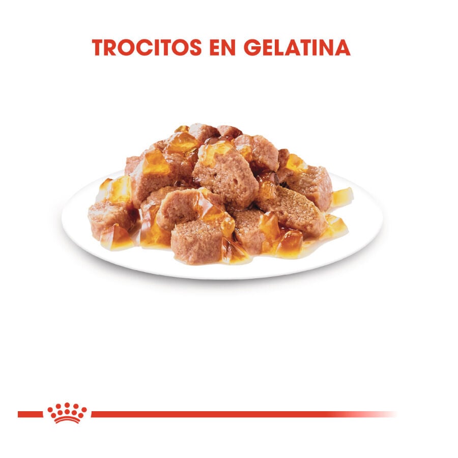 85 g Royal Canin Ageing 12+ gelatina sobres para gatos&nbsp;senior, , large indicador imagen numero 4