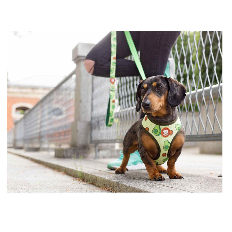 Dukier Avocado Arn&eacute;s Reversible Estampado Aguacate para perros, , large indicador imagen numero 4