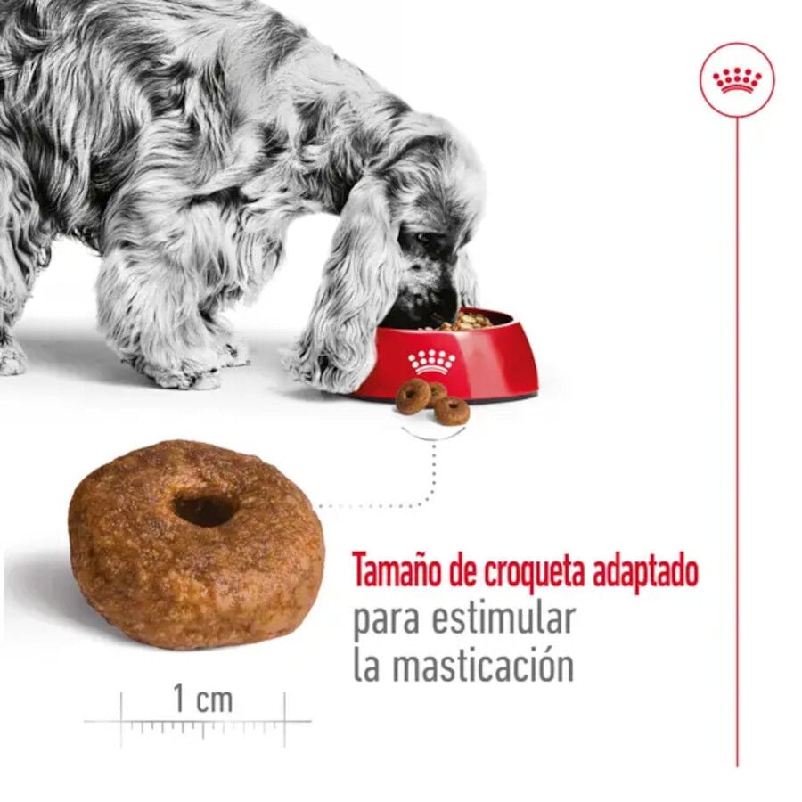 15 kg Royal Canin Medium 10+ Ageing pienso para perros&nbsp;senior, , large indicador imagen numero 6