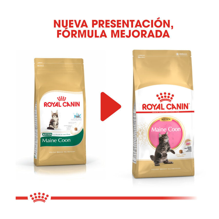 10 kg Royal Canin Kitten Maine Coon pienso para gatos, , large Imagen numero 3