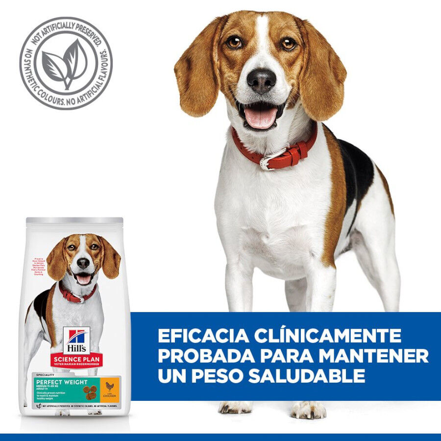 12 kg Hill's Science Plan Perfect Weight Adult Medium Pollo pienso para perros, , large Imagen numero 5