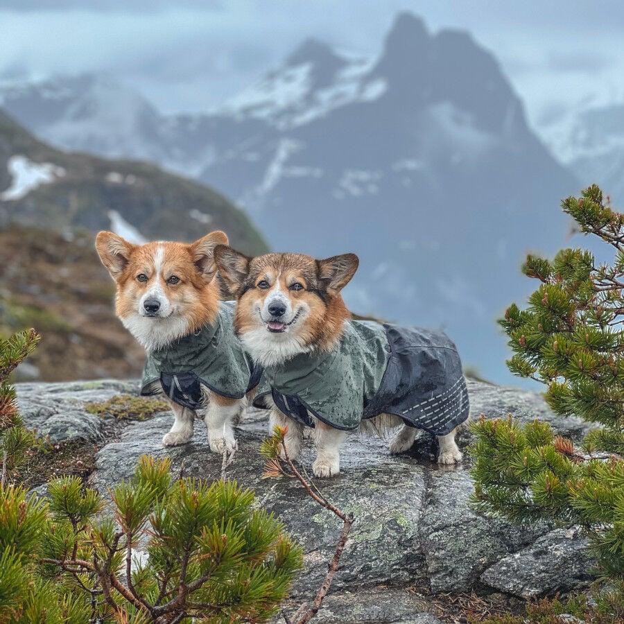 Non-stop dogwear Fjord Chubasquero Impermeable Negro y Verde para perros, , large indicador imagen numero 5
